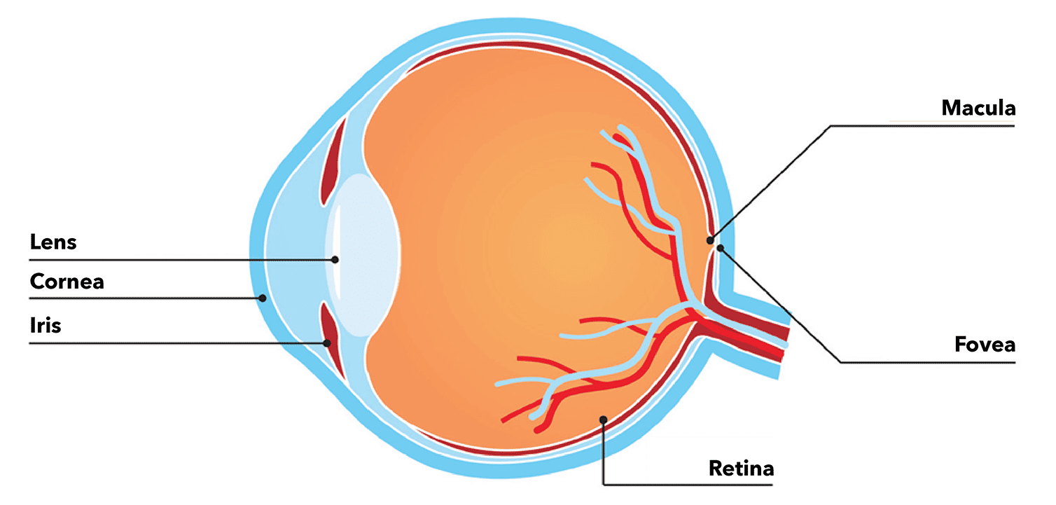 Drawn image of the parts of the eye